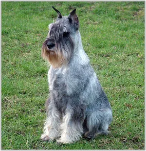 Съдържанието на всички видове Schnauzers описание порода, размер и вида на правила за грижа