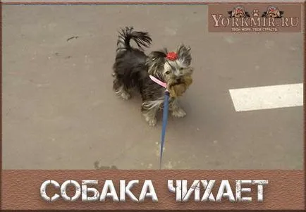 Кучето кихане, отколкото да се лекува, какво да правя, за причините
