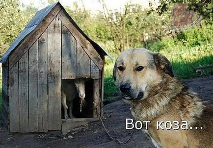 Смешни овце и кози Смешните Картини на кози и овце, снимки, рисунки, се забавляват с овни или забавно