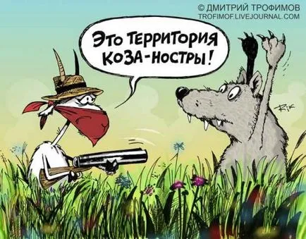 Смешни овце и кози Смешните Картини на кози и овце, снимки, рисунки, се забавляват с овни или забавно