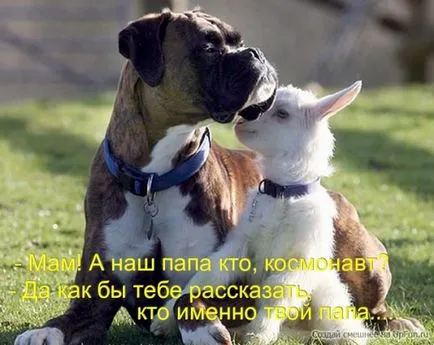 Смешни овце и кози Смешните Картини на кози и овце, снимки, рисунки, се забавляват с овни или забавно