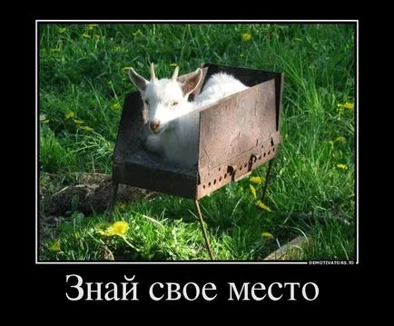 Смешни овце и кози Смешните Картини на кози и овце, снимки, рисунки, се забавляват с овни или забавно