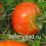 Betegségei sárgadinnye és a görögdinnye és kezelésük