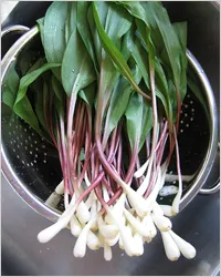 Ételek a medvehagyma - receptek a medvehagyma (edények) Ételek a medvehagyma - fokhagyma recept