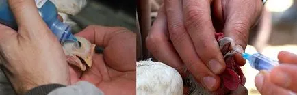Betegség tünetei és kezelése Csirkék Csirkék (brojlercsirke) Betegségek broiler tünetei és kezelése