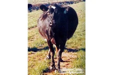 Betegségek borjak, szarvasmarha-betegség, a cikk (betegség) Betegségek borjak, szarvasmarha-betegség, a cikk