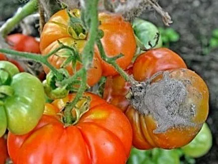 Betegségek és kártevők paradicsom üvegházban és szabadföldi, a védelmet a zöldségek betegségek és kártevők elleni (kártevők) Betegségek és kártevők paradicsom üvegházban és szabadföldi, védelme zöldségek kártevők és betegségek