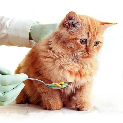 Betegségei az idegrendszer macskák - encephalitis és meningitis, neurózis, négy lába