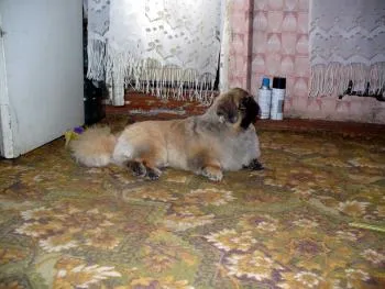 пекинез подстригване