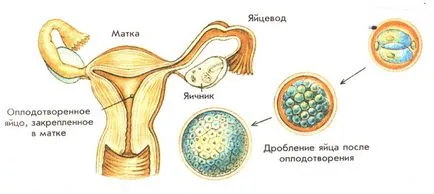 Структурата на матката