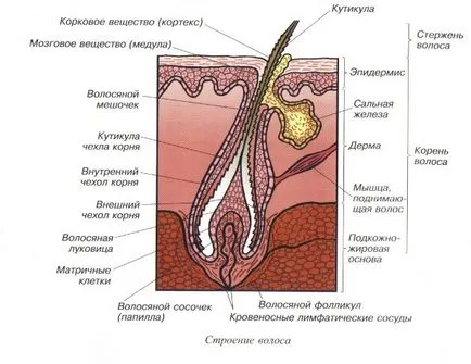 Структурата на фазата на косата и растежа на косата - рецепти за здраве и красота