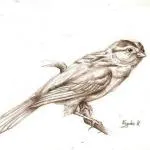 Bird татуировка означава, снимки, скици