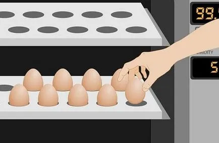 Температурата в инкубатора за люпене на яйца оптимална влажност (оптимална температура) Температурата в инкубатора за люпене на яйца оптимална влажност