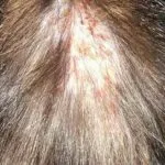 Трети клепач в котка предизвиква и лечение в дома със снимки, kotizm