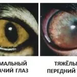 Трети клепач в котка предизвиква и лечение в дома със снимки, kotizm