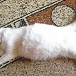 Трети клепач в котка предизвиква и лечение в дома със снимки, kotizm
