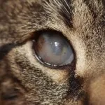 Трети клепач в котка предизвиква и лечение в дома със снимки, kotizm