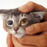 Трети клепач в котка предизвиква и лечение в дома със снимки, kotizm