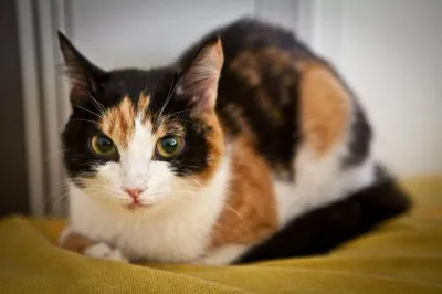 Calico котка в знаците на жилищата