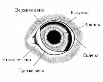 Трети клепач при котките