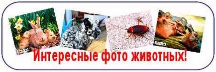 Тритони у дома отглеждането, храненето, оформяне, развъждане