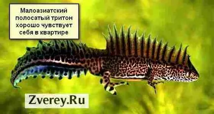 Тритони у дома отглеждането, храненето, оформяне, развъждане