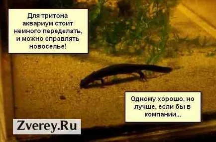 Тритони у дома отглеждането, храненето, оформяне, развъждане