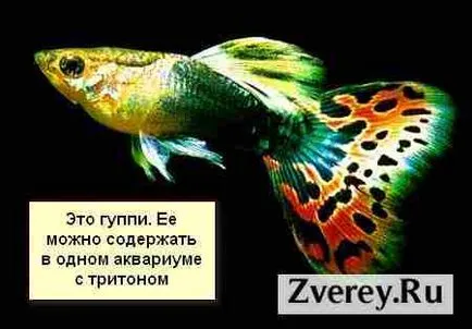 Тритони у дома отглеждането, храненето, оформяне, развъждане