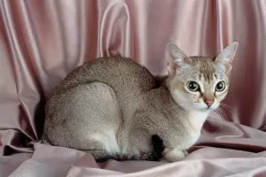 вода на котката проби много мечка помощник котешки