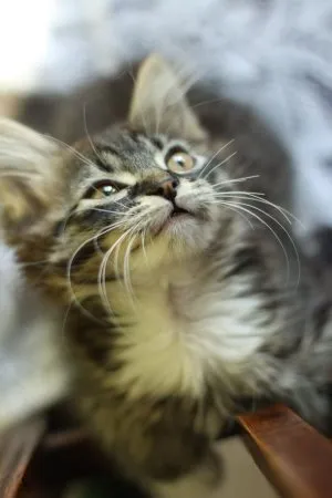 вода на котката проби много мечка помощник котешки