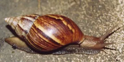 Охлюви Achatina грижа и поддръжка