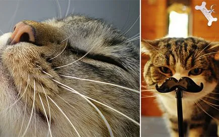 Котката попада мустаци защо