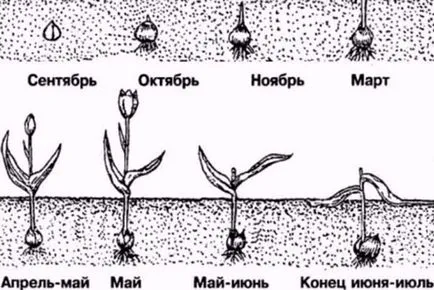 Лалета след цъфтежа какво да правя, когато да се копае, как да се съхранява