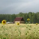 Увеличението на производството пилешко яйце на кокошките носачки - кокошки, форум за разплод и домашните птици