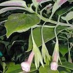 Научете повече за разплод правила nematanthus и се грижи за него (nematanthus грижи) Научете повече за разплод правила nematanthus и се грижи за него