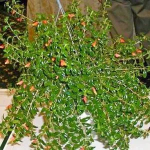 Научете повече за разплод правила nematanthus и се грижи за него (nematanthus) Научете повече за разплод правила nematanthus и се грижи за него