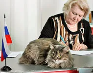 шоута за котки - за кого и защо те