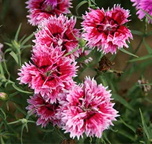 Отглеждане на семена Dianthus Chinensis