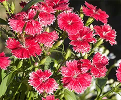 Отглеждане на семена Dianthus Chinensis