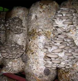 Oyster отглеждане на гъби в страната и в градината, оранжерия, от мицел, условията, технологията,