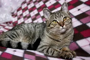 Изложби дома мелези котки - котка шоу - Всичко за котки и котки