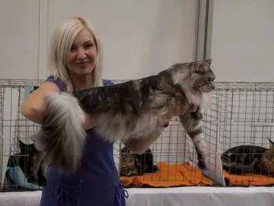 Cat покажи правилата, подготовка и участие
