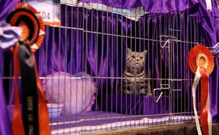 Cat шоу обучение, правила, участие, заглавия