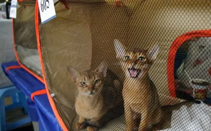 Cat шоу обучение, правила, участие, заглавия