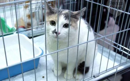 Cat шоу обучение, правила, участие, заглавия