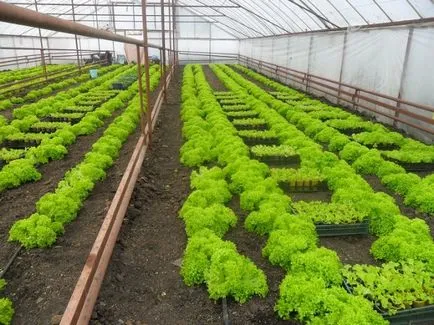 Отглеждане маруля в оранжерията за продажба през зимата - полезни съвети и препоръки за видеоклипове