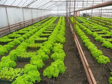 Култивирането в айсберг парниковия маруля, листа, маруля семена - eteplitsa (маруля) Култивирането в парникови маруля айсберг, листа, маруля семена - eteplitsa