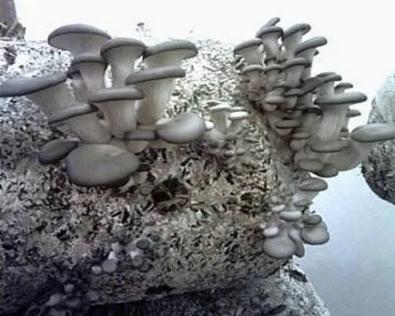 Oyster отглеждане на гъби в страната и в градината, оранжерия, от мицел, условията, технологията,