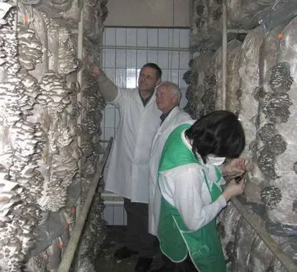 Oyster отглеждане на гъби в страната и в градината, оранжерия, от мицел, условията, технологията,