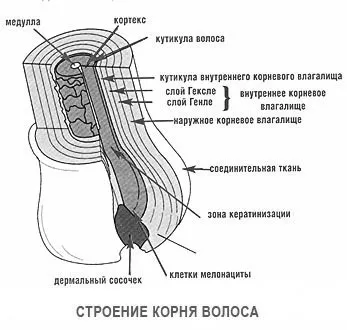 човешка коса структура на косата, химическия състав на здрава коса, косъма, структурата и